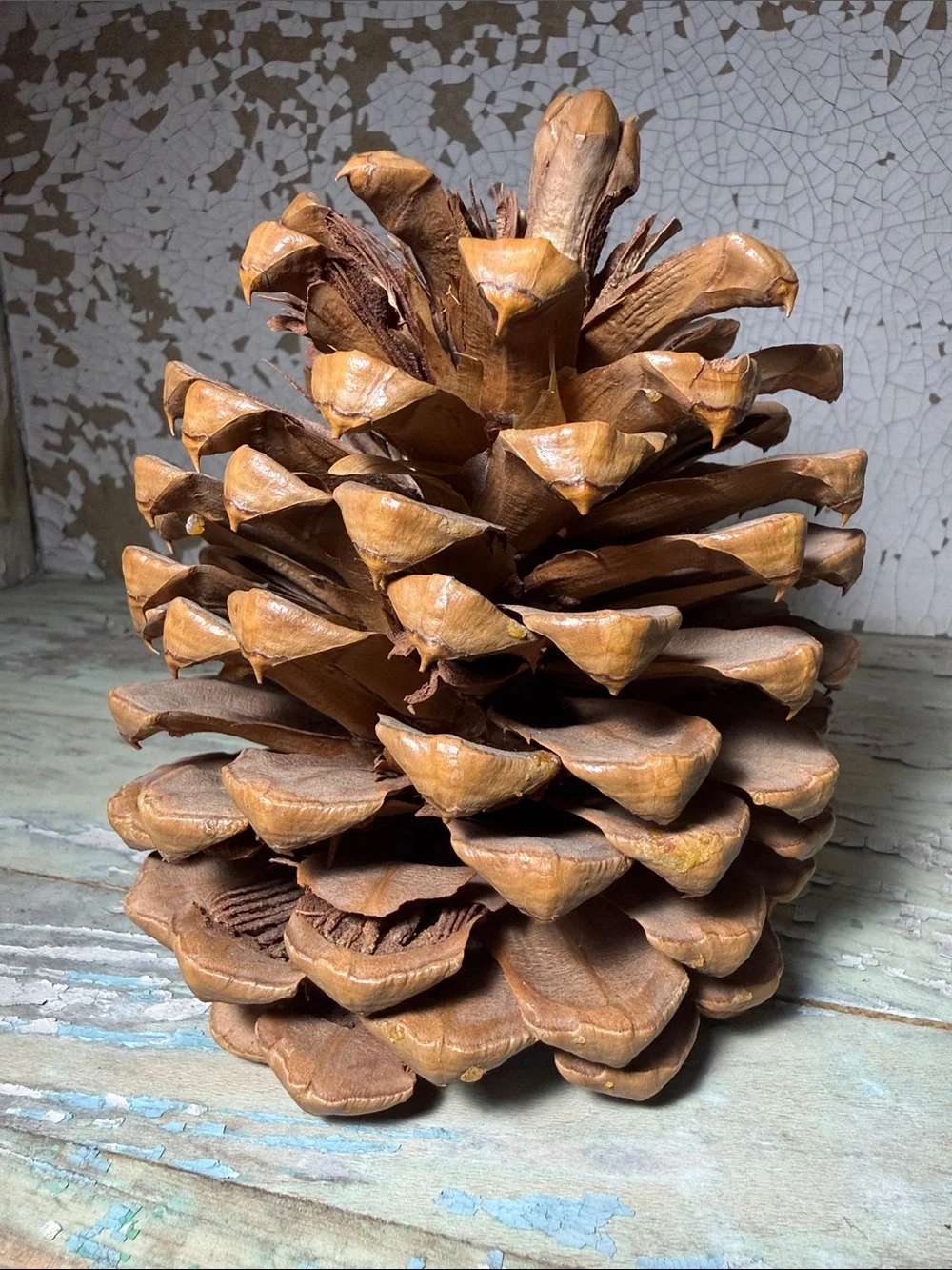 🌲 Jeffery Pine Cone